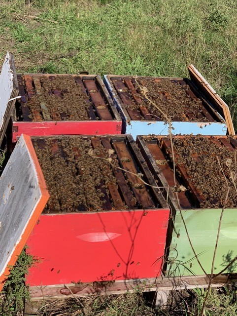 A variety of brightly colored hive boxes in an apiary, showcasing healthy bee activity